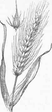 Hordeum hexastichura.
