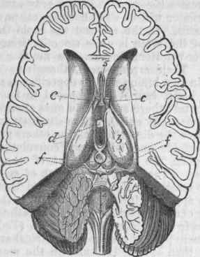 Human Brain cut open horizontally, to show its internal parts.