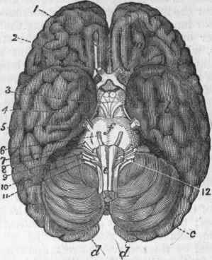 Human Brain, viewed from below, a. Anterior lobe of cerebrum.