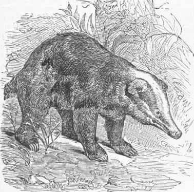Indian Badger (Meles collaris).