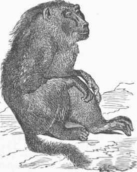 Little Baboon (Cynocephalus sabuin).