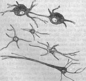 Nerve Cells of the Brain.
