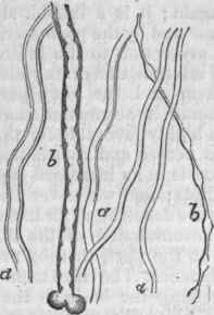 Nerve Fibres of the Brain.
