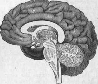 Profile view of Human Brain, in vertical section, showing the medulla oblongata, the tuber annulare.