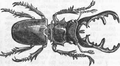 Stag Beetle.