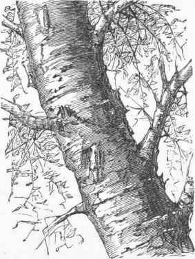 Trunk of White Birch.