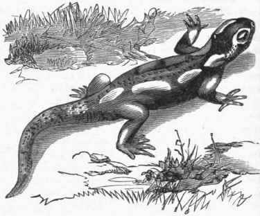Common European Salamander (Salamandra maculata).