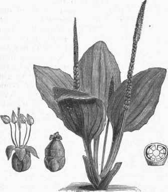 Common Plantain (Plantago major).