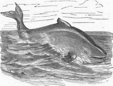 Common Porpoise (Phocaena communis).