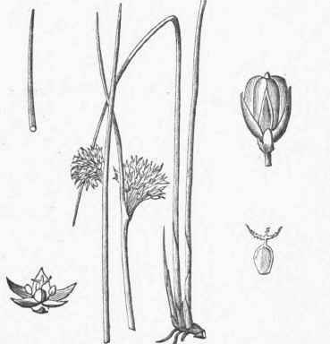 Common or Soft Rush (Juncus effusus).