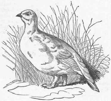 European Ptarmigan (Lagopus mutus) winter plumage.