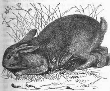 European Rabbit or Cony (Lepus cuniculus).