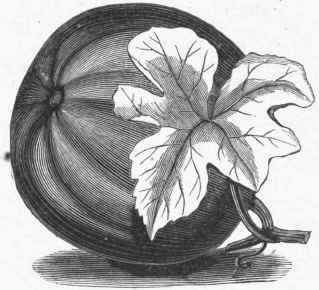 Field Pumpkin (Cucurbita pepo).