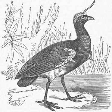 Horned Screamer (Palamedea cornuta).