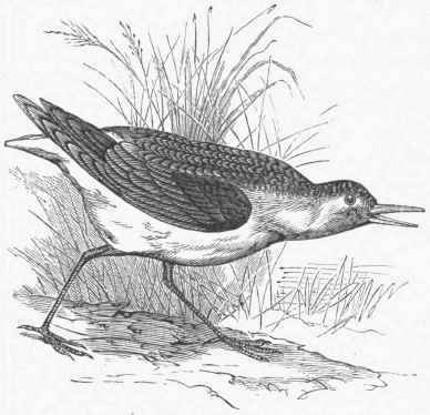 Least Sandpiper, or Peep (Tringa Wilsonii).