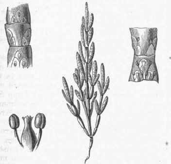 Marsh Samphire (Salicornia herbacea).