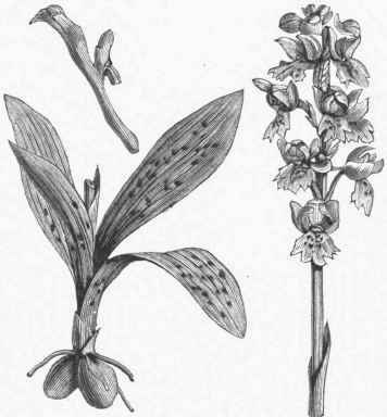 Orchis mascula, one of the plants furnishing Salep.