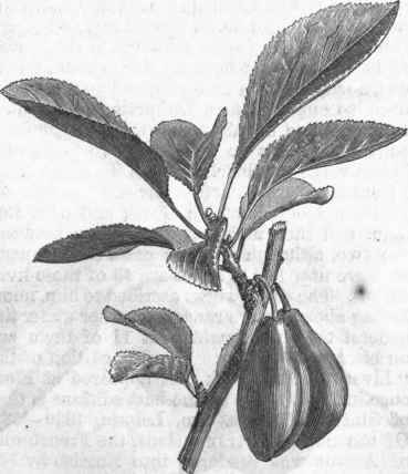 Quetsche Plum, or German Prune.