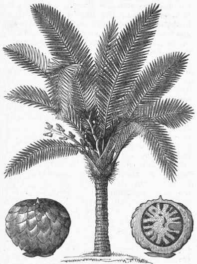 Sago Palm (Sagus Rumphii).
