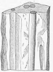 Scolithus linearis.