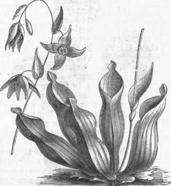 Venezuela Pitcher Plant (Heliamphora).