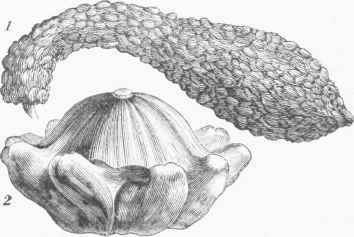 1. Crook neck Squash. 2. Scalloped Squash.