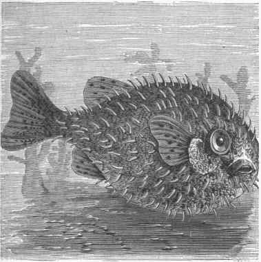 Balloon Fish (Diodon pilosus).