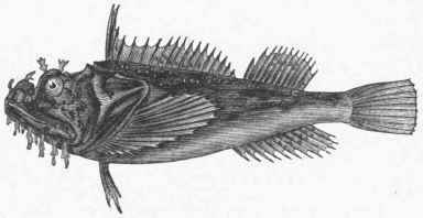 Common Sea Raven (Hemitripterus Acadianus).