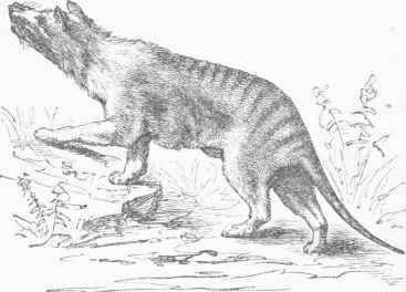 Dog headed Thylacine (Thylacinus Harrissii).