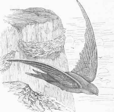 Esculent Swift (Oollocalia esculeuta).