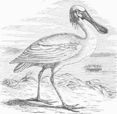 European Spoonbill (Platalea leucorodia).