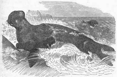 Hooded Seal (Stemmatopus cristatus).
