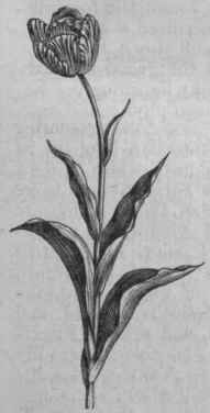 Late or Show Tulip.