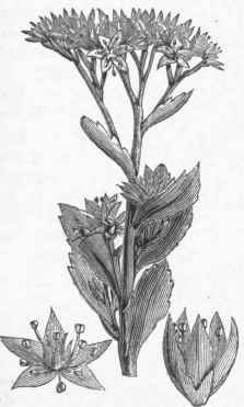Live for ever (Sedum telephium).