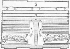 Longitudinal Section.