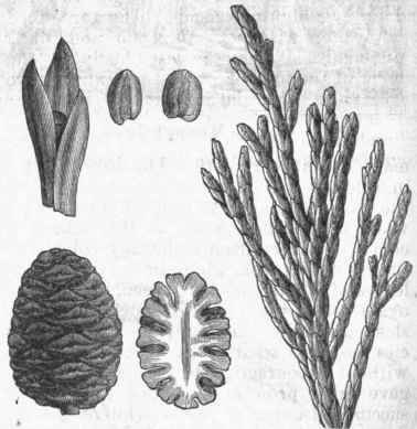 Mammoth Tree (Sequoia gigantea). Leaves reduced, with three of natural size; cone and section, half size.