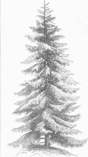 Norway Spruce (Abies excelsa).