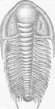 Paradoxides Harlani.