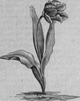 Parrot Tulip.