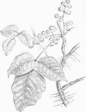 Poison Ivy (Rhus toxicodendron).