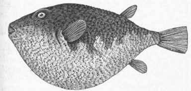Puffer or Swell Fish (Tetraodon turgidus).