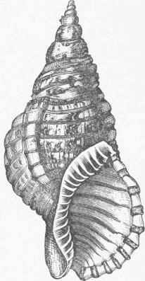 Sea Conch (Triton variegatum).