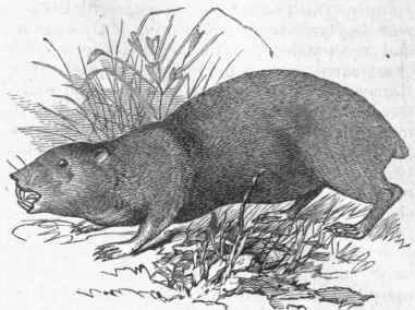 Sewellel (Aplodontia leporina).