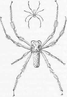 Silk Spider, Male and Female, one half the natural size.