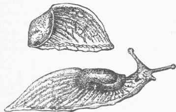 Slug (Limax agrestis).