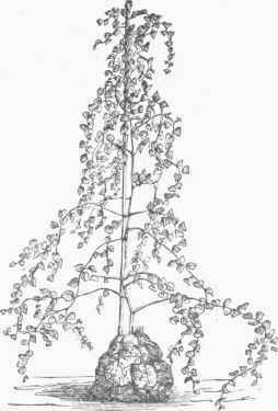 Tortoise Plant (Testudinaria elephantipes).