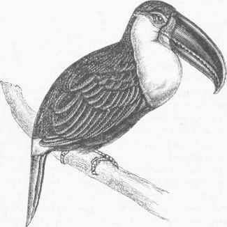 Yellow Toucan (Pteroglossus Humboldtii).