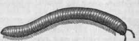 Canada Wire Worm (Iulus Canadensis).