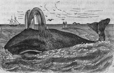 Eight Whale (Balsena mystieetus).