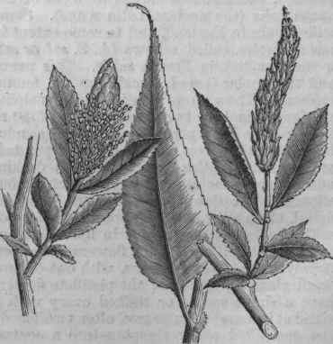 Glossy Willow (Salix lucida).